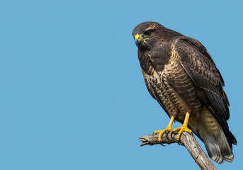 Majestic raptor observing its territory atop a weathered branch perch
