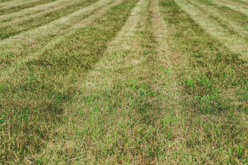 Background of green grass lawn on a summer day.