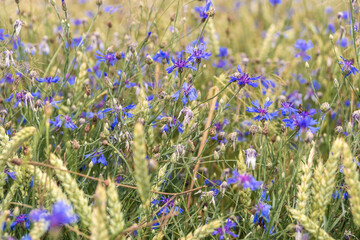 Close-up of blue cornflowers wildflowers. Natural background in the meadow.