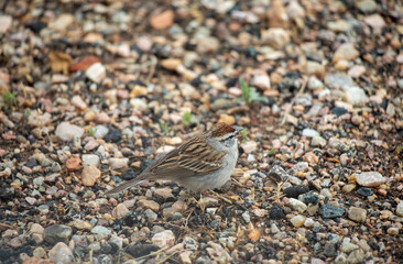Chipping sparrow on Rocky Mountain Wyoming 