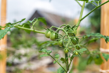 Close-up of organic small green tomatoes growing on tomato branches. Rural background.