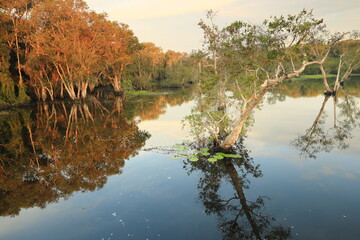 Beautiful landscape with old Melaleuca or Paper Bark trees and reflection in peat swamp forest wetlands , Rayong Botanical Garden ,Thailand
