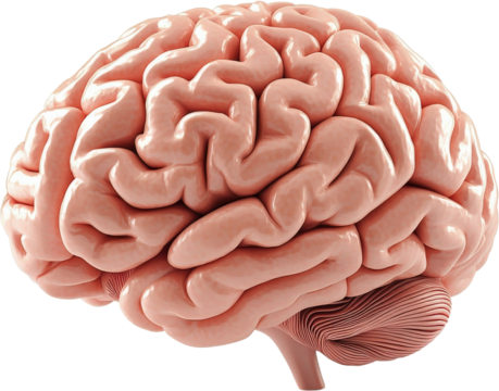 Human Brain Anatomy Illustration