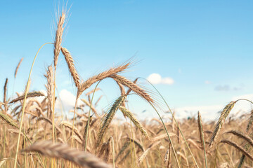 Fototapeta premium Close-up Background of ripening ears of wheat golden field. Beautiful nature. Rural landscapes under shining sunlight. Rich harvest concept.