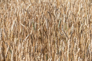 Fototapeta premium Close-up, background of wheat ears on a field in the countryside.