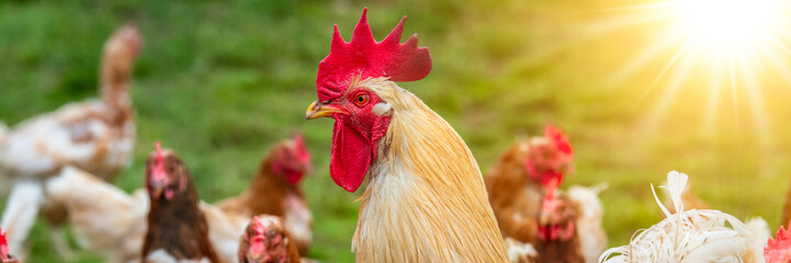 Ein Hahn im Portrait auf einer Wiese in Freilandhaltung - FOTOMONTAGE