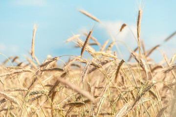 Fototapeta premium Background of ripening ears of yellow field of wheat. on a bright sunny day.