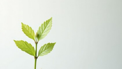 Single, delicate sapling against pure white backdrop, studio, texture