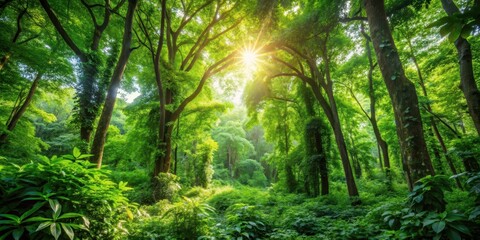 Obraz premium Dense foliage of Lush green trees with sunlight filtering through the leaves in a serene forest environment, overgrown undergrowth, leafy greens