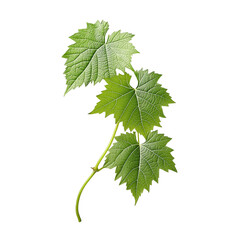 grape leaf, grape bunch