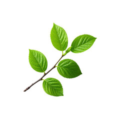 Naklejka premium Fresh green leaves and branch on black background nature plant foliage flora on transparent background