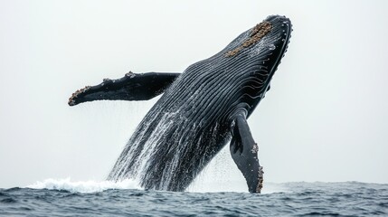 A majestic whale breaching the surface on a white background