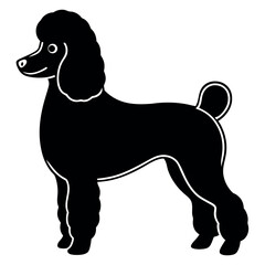 Silhouette of a playful Standard Poodle