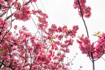 Cherry blossom trees in the spring
