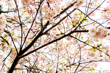 Cherry blossom trees in the spring