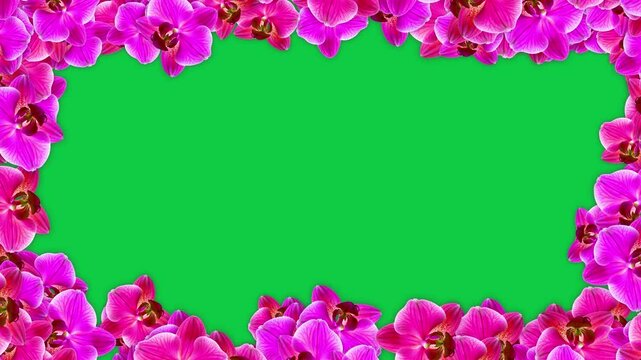 pink orchids flowers border frame isolated on green background animation,cosmetics beauty and fashion floral overlay motion design element