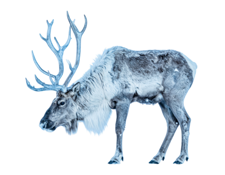 Majestic Frost-Covered Reindeer on Transparent Background