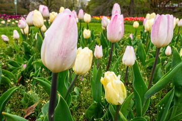 Fototapeta premium Tulips growing in a field