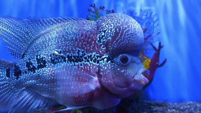 Big fish in aquarium. Flowerhorn cichlids - aquarium fish noted for their vivid colors and distinctively shaped heads. This man-made hybrid, exist in the wild only because of  release