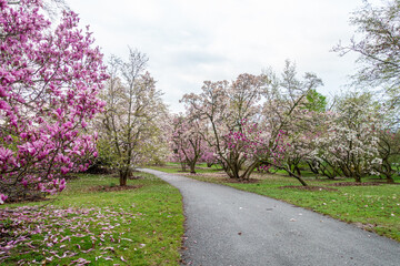 Fototapeta premium Magnolia trees in the Spring