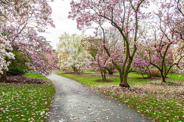Magnolia trees in the Spring