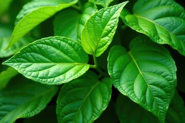 Fototapeta premium Fresh green vine leaves, lush and vibrant, perfect for culinary or botanical use , botany, agriculture, vineyard leaves