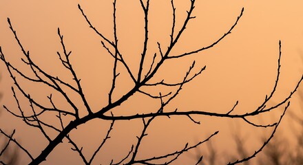 Amber Silhouette AI Generated