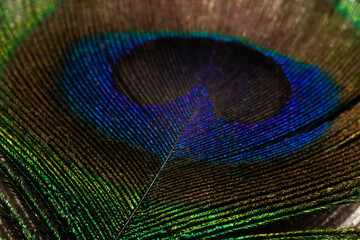 Close-up of colorful peacock feather
