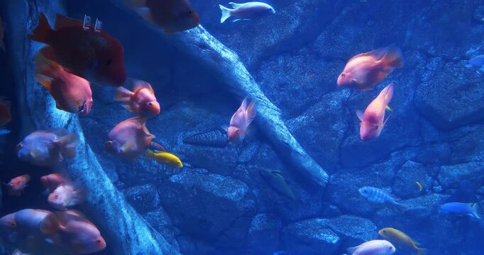 Different fish swim in large aquarium, view through the glass of aquarium