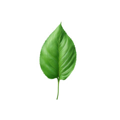Fototapeta premium Vibrant Green Leaf Illustration Nature's Perfect Design
