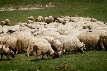 Obraz premium A Flock Of Sheep In The Field