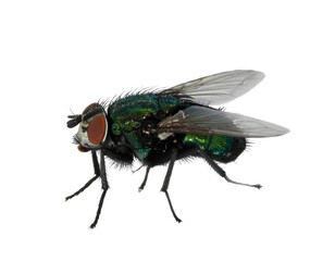  A realistic fly isolated on a transparent background PNG