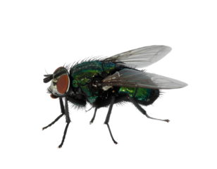  A realistic fly isolated on a transparent background PNG
