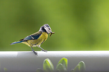Naklejka premium Eurasian Blue Tit (cyanisies caeruleus) with caterpillar in its beak for its chicks. Biodiversity concept in the city. Bird on my balcony.