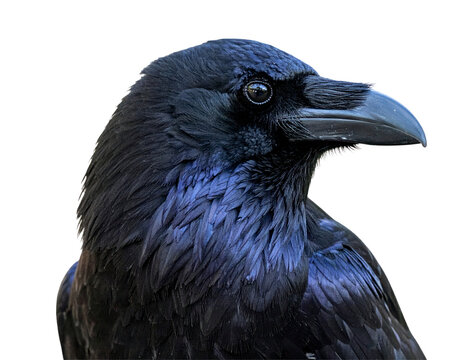 Black Raven Profile Against Transparent Background - Powered by Adobe