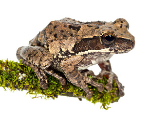 Fototapeta premium Brown Frog on Mossy Branch