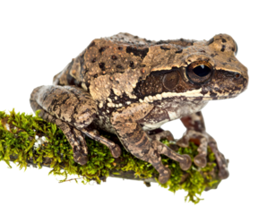 Brown Frog on Mossy Branch
