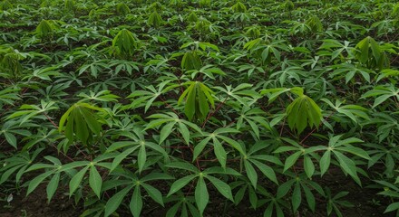 Fototapeta premium Lush cassava plants thriving in a tropical field showcasing sustainable farming