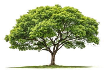 Lush Green Tree With Vibrant Foliage on White Background Generative AI