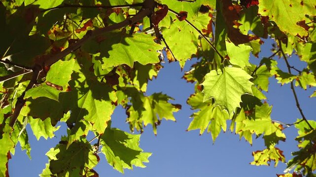 Vibrant green maple leaves backlit by the bright sun against a clear blue sky in early autumn. A low angle view of lush deciduous foliage showing translucent leaf veins  during the fall season