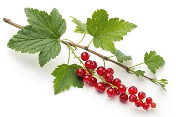 Red Currant Branch With Vibrant Green Leaves on White Background Generative AI
