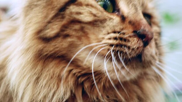 Kurilian Bobtail green eyes cat close up portrait: close-up video of cat eyes winner of the most beautiful cat contest