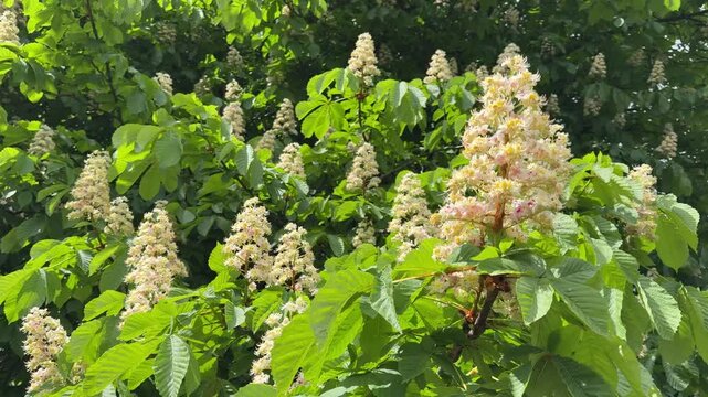 Blooming chestnut tree in spring.