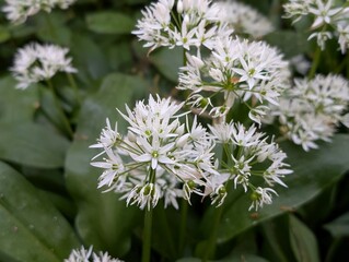 Closeup of flowers of Ramsons or Wild Garlic (Allium ursinum), United Kingdom