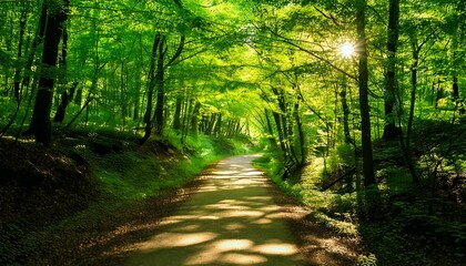 Obraz premium Camino bañado por el sol entre frondosos árboles verdes