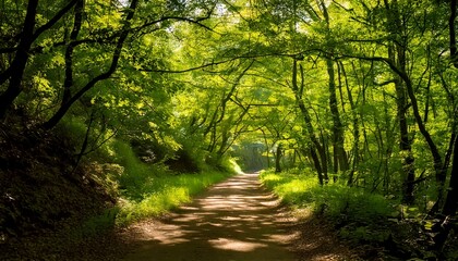 Fototapeta premium Camino bañado por el sol entre frondosos árboles verdes
