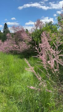 Blossoming pink tamarisk trees in meadow, vertical video.