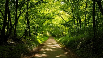Obraz premium Camino bañado por el sol entre frondosos árboles verdes