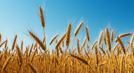 Fototapeta premium Golden Wheat Field under Clear Blue Sky evokes Peaceful Harvest Time
