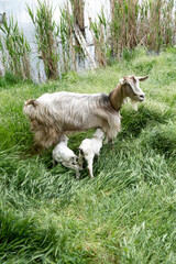 Obraz premium A goat nursing her newborn kids in a green meadow. A natural scene highlighting dairy farming, animal care, and sustainable agriculture.